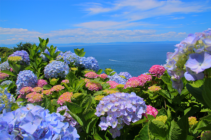 紫陽花の意味 別名 類語 オールガイド