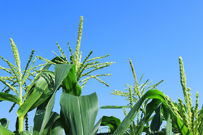 唐黍の花の意味 別名 類語 オールガイド