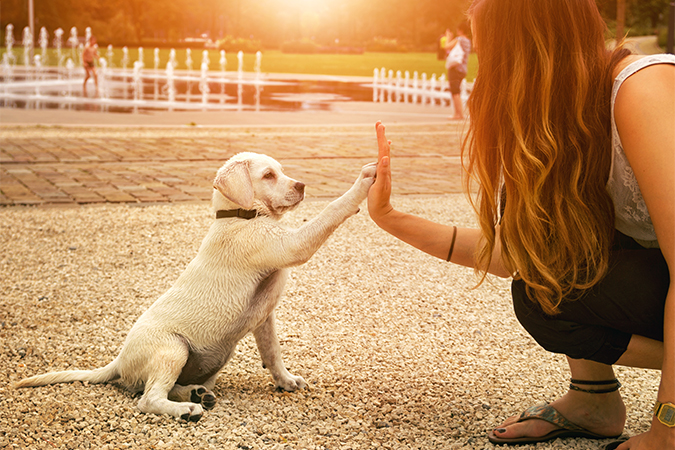 犬の手も人の手にしたいの意味 類語 言い換え オールガイド