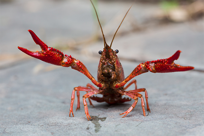 ザリガニの別名 類語 オールガイド
