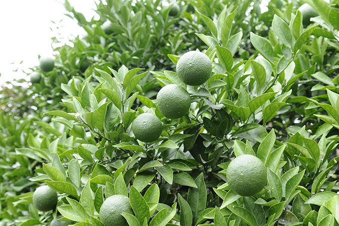 すだちの別名 類語 オールガイド