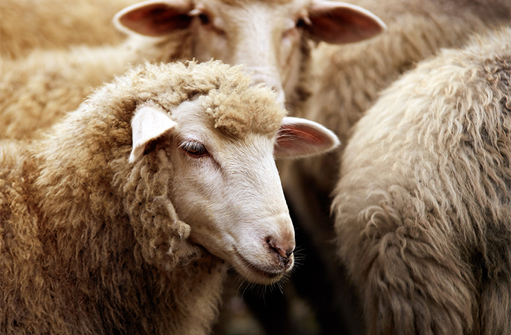 屠所の羊の語源・由来 オールガイド