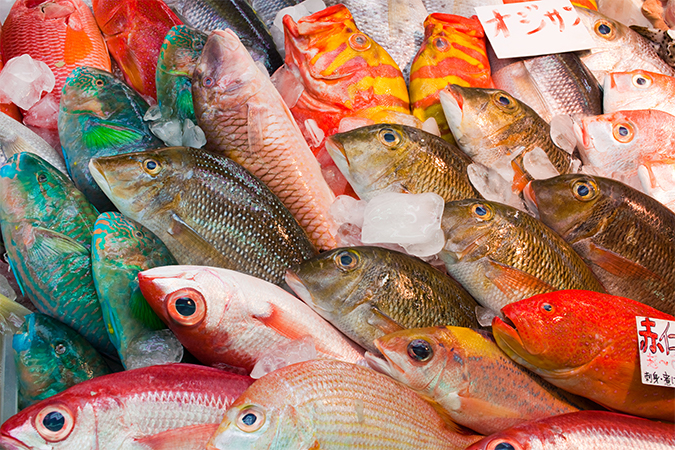赤身魚と白身魚と青魚の違い オールガイド