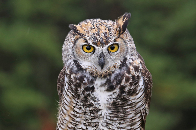 フクロウとミミズクの違い 見分け方 オールガイド