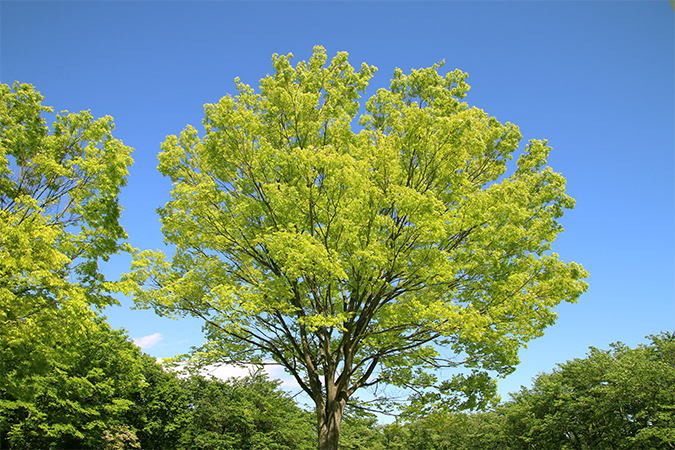 ケヤキの別名 類語 オールガイド