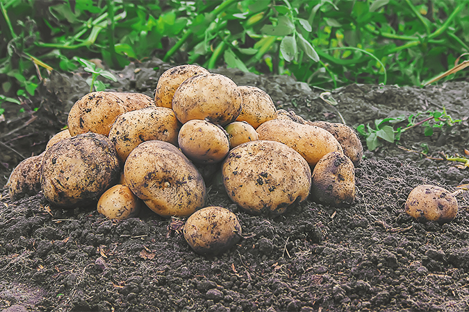 じゃがいもの意味 別名 類語 オールガイド