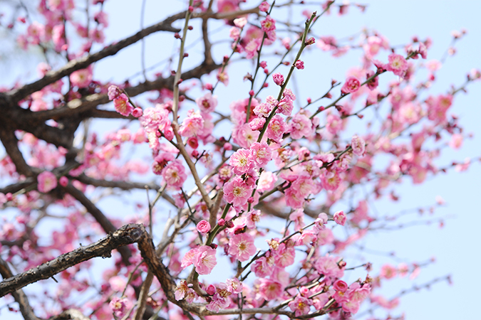 梅の意味 別名 類語 オールガイド