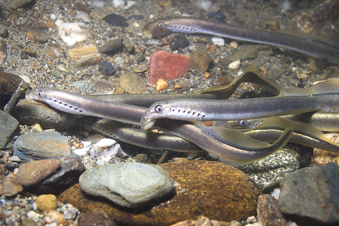 ヤツメウナギの意味・別名・類語 オールガイド