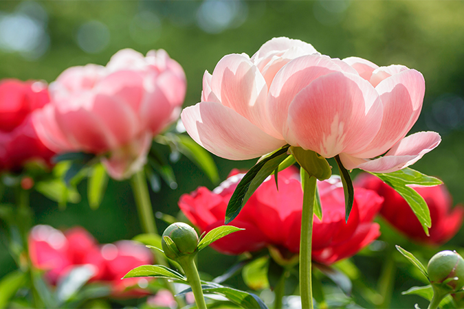 芍薬の意味 別名 類語 オールガイド