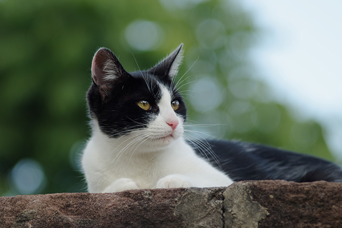 猫の意味 別名 類語 オールガイド