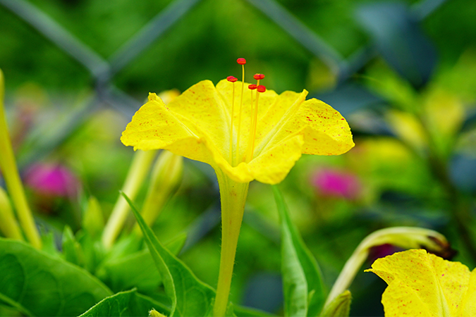 オシロイバナの別名 類語 オールガイド