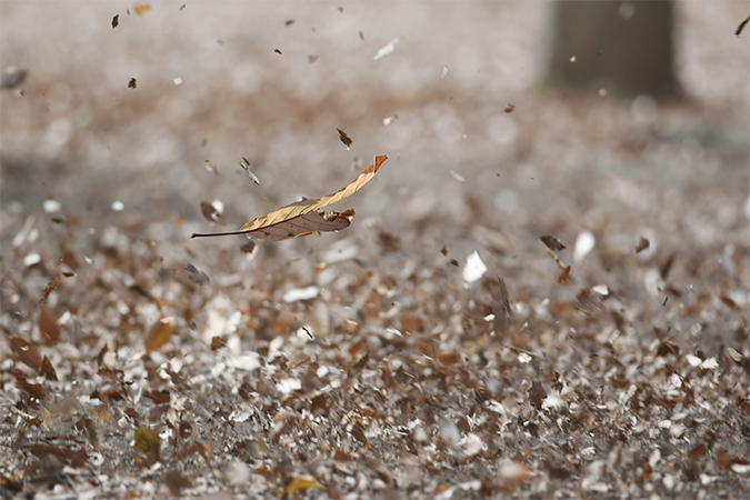 春一番の類語 言い換え オールガイド