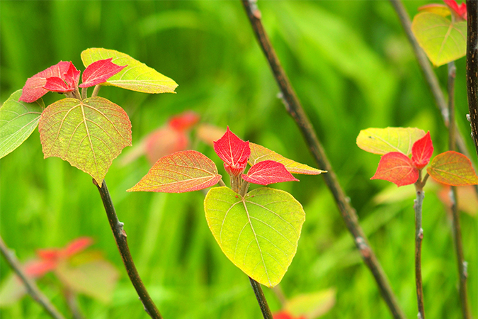 御菜葉の意味 別名 類語 オールガイド