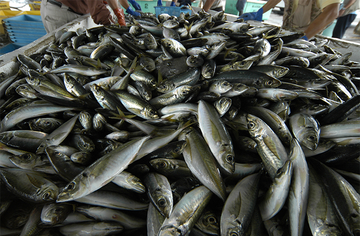 雑魚の魚交じりの語源・由来 | オールガイド