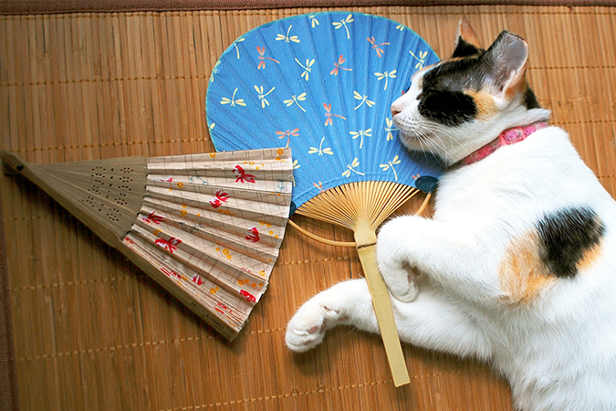 団扇 うちわ と扇子 せんす の違い オールガイド