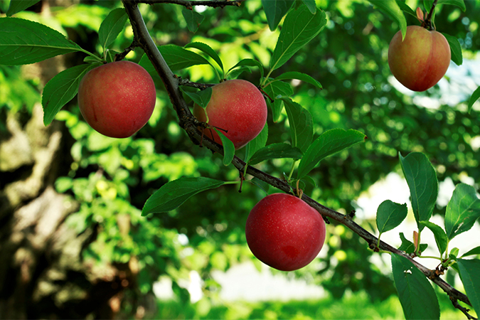 すももの別名 類語 オールガイド