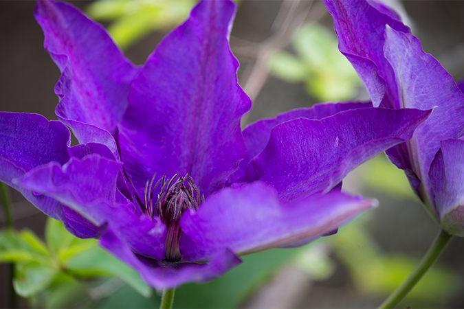 カザグルマの別名 類語 オールガイド