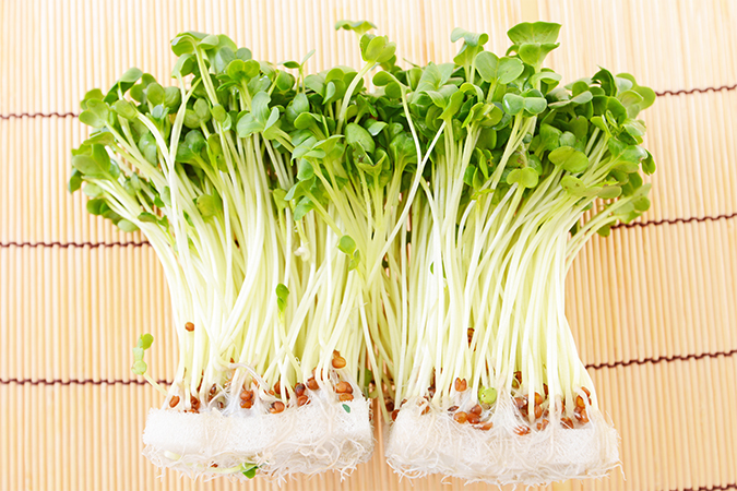 かいわれ大根と大根の違い オールガイド